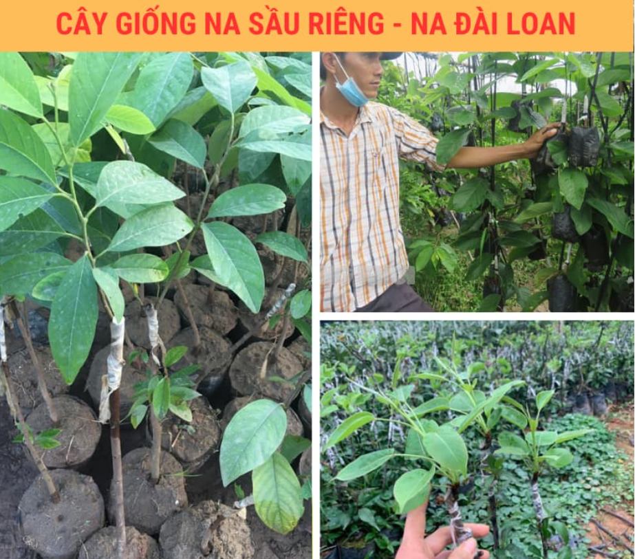 Na Sầu Riêng