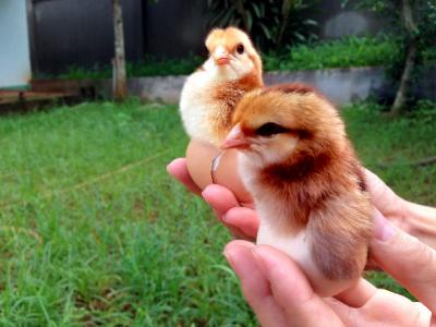 Bảng giá gà giống cập nhật 16/06/2026