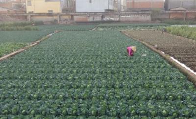 BẮP CẢI XUẤT KHẨU