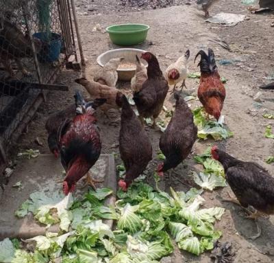 Các địa phương chuyên cung cấp thịt gà tại Thanh Hóa