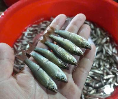 Chợ hải sản cam ranh