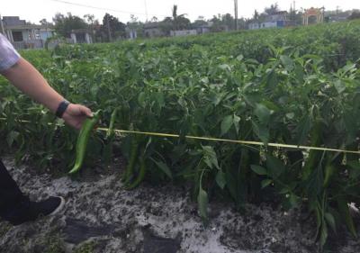 Cung cấp ớt sừng bò xuất khẩu