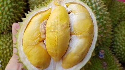 Cung cấp sầu riêng xuất khẩu