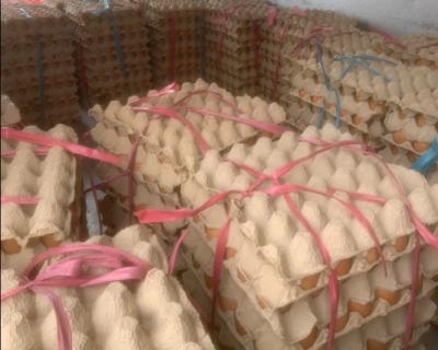 đại lý trứng gà, cung cấp trứng gà ở tại tp. hồ chí minh