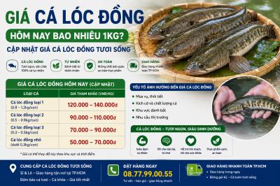 Giá Cá Lóc Đồng Hôm Nay Bao Nhiêu 1kg? Cập Nhật Giá Cá Lóc Đồng Tươi Sống 