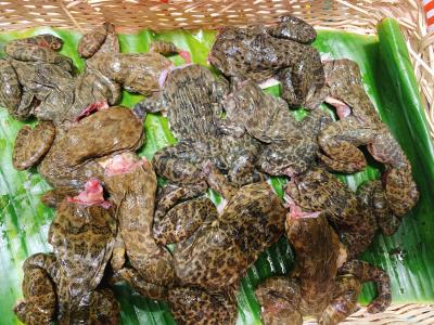 giá ếch nuôi hôm nay