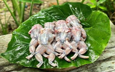 giá ếch thịt miền nam hôm nay