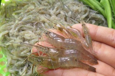 Giá Tép Đồng Tươi Hôm Nay – Mua Ở Đâu Ngon, Giá Sỉ Bao Nhiêu 1kg
