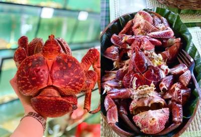 Mua cua dừa ở đâu ? các chế biến cua dừa