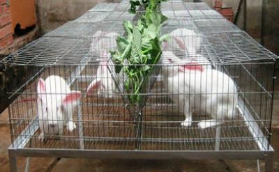 mua thỏ giống ở hà nội