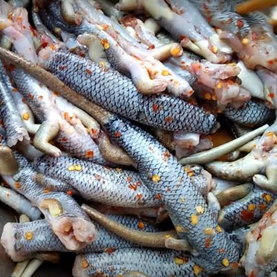 Rắn mối bao nhiêu một ký