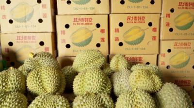 Tham Khảo Tiêu Chuẩn Sầu Riêng Xuất Khẩu Trung Quốc