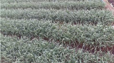 Tỏi tây xuất khẩu