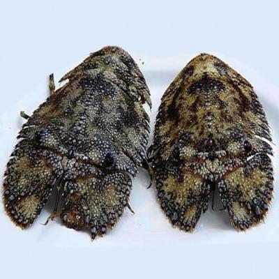 Tôm Mũ Ni Đen Tươi Sống – Đặc Sản Biển Cao Cấp