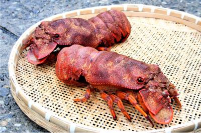 Tôm Mũ Ni Đỏ Tươi Sống, Món Ngon Cao Cấp Từ Biển