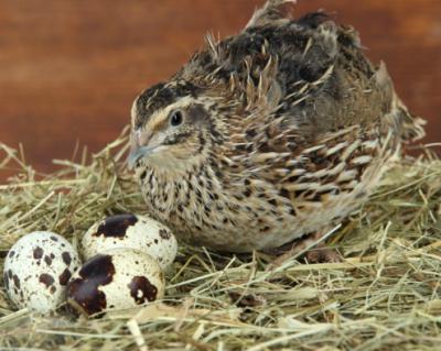 trại cút giống tphcm