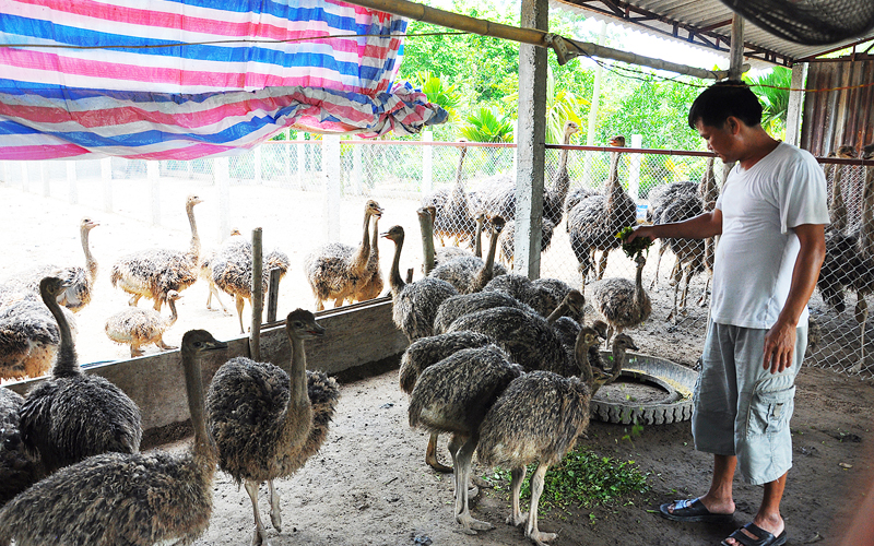 Trại đà điểu giống