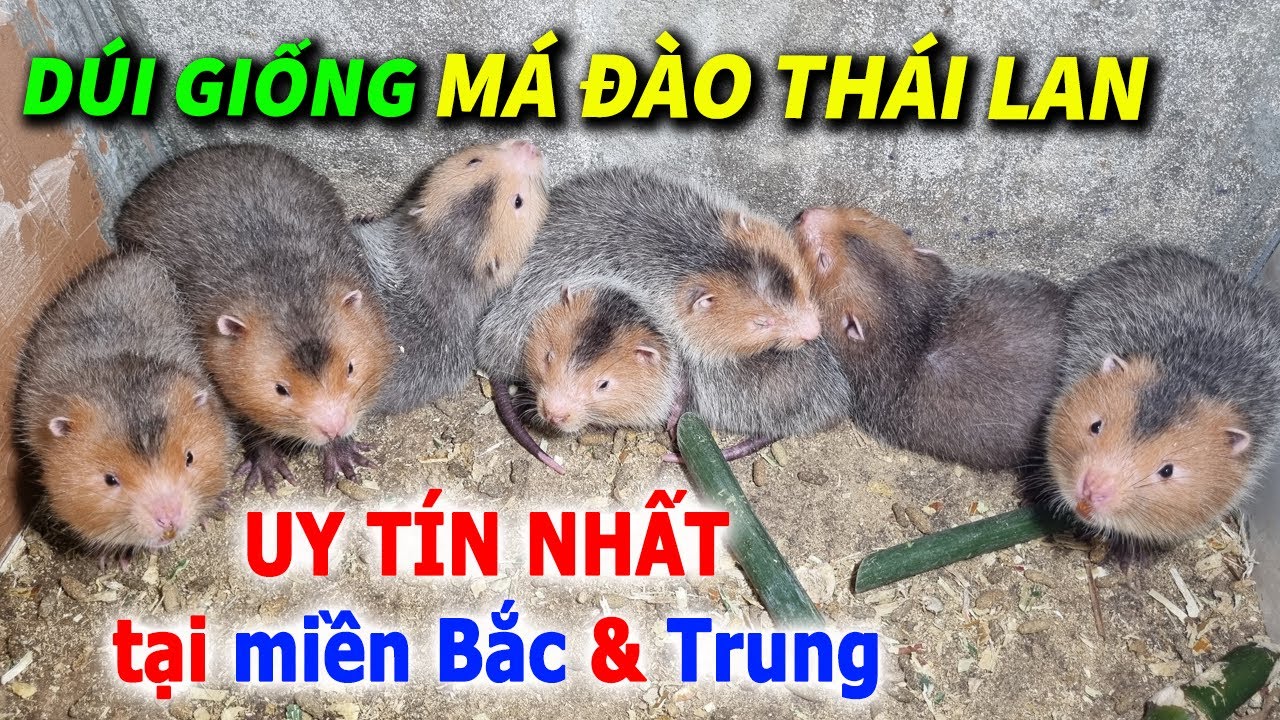 Trại dúi giống