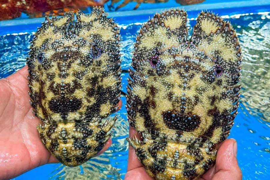 Tôm Mũ Ni Đen - Hải Sản Ông Giàu