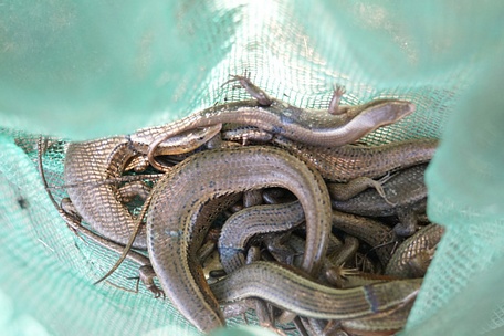 Giá thịt rắn mối hôm nay 2025 – VIFOOD cung cấp