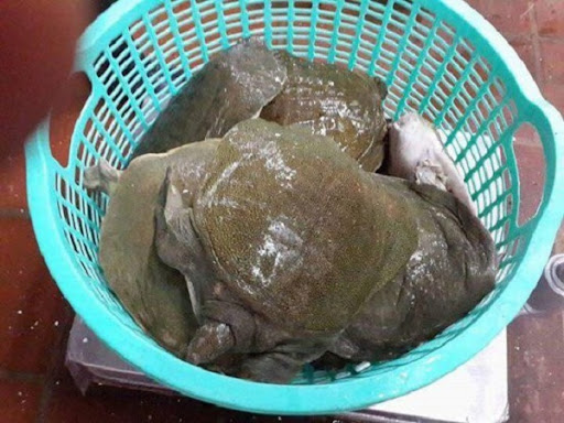 Giá ba ba hôm nay tại Hà Nội 2025 – VIFOOD