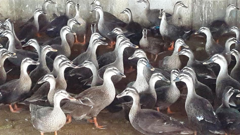 Mua bán vịt trời thịt giá sỉ tại Quận 6 TP.HCM