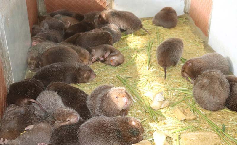 Mua thịt dúi ở TP.HCM 2025 – VIFOOD cung cấp