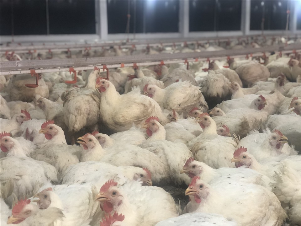 Gà công nghiệp giá sỉ