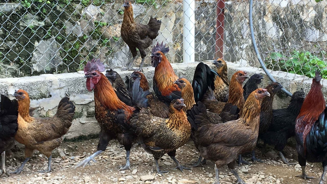 Gà H’Mông thịt tại TP.HCM 2025 – VIFOOD cung cấp