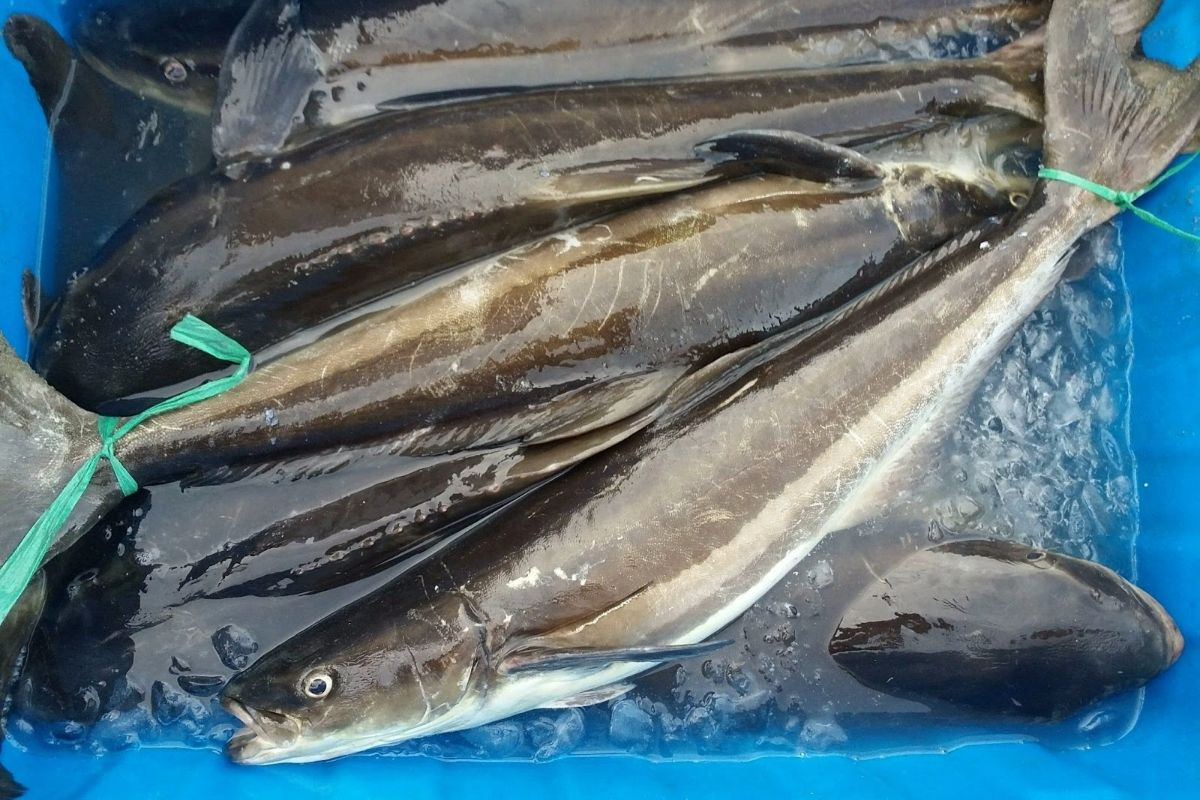 Giá cá bớp chợ Bình Điền