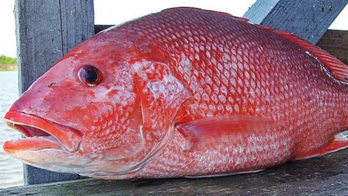 Cá hồng biển tươi ngon