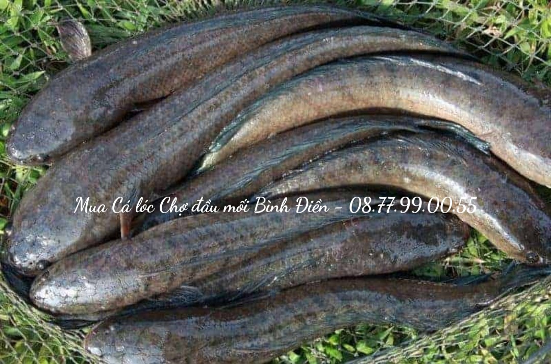 Giá cá lóc hôm nay