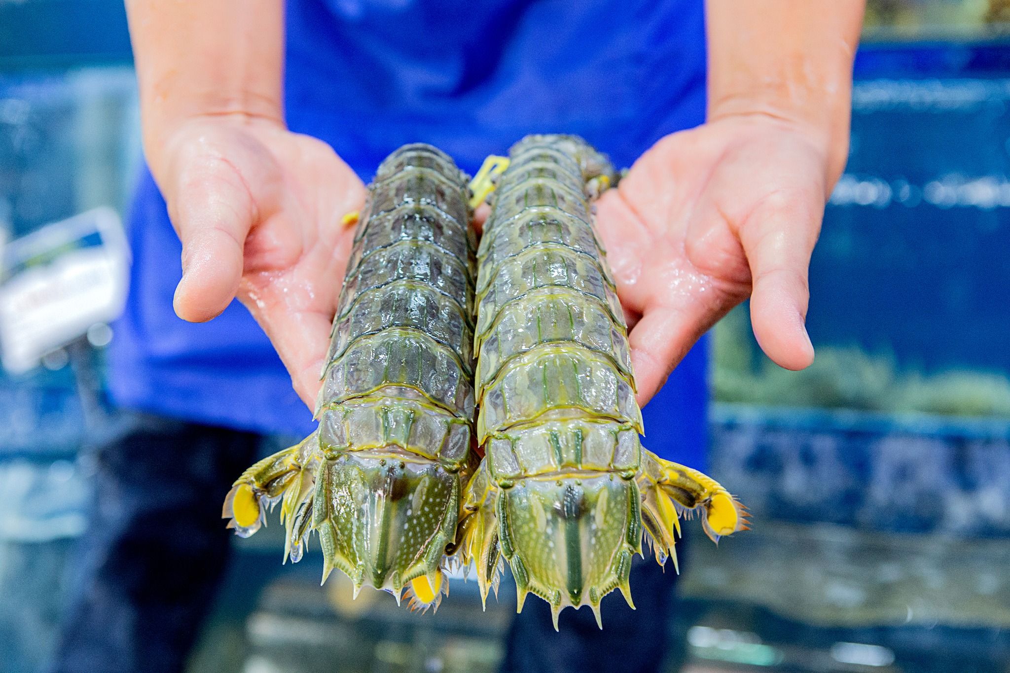 Tôm Tít (Size lớn)