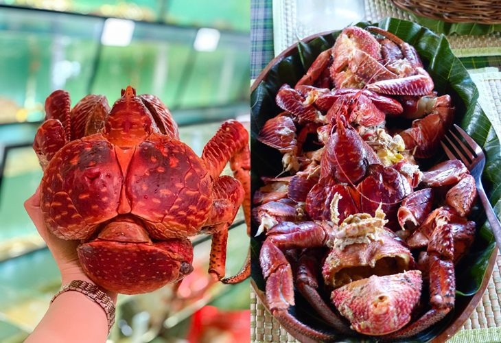 Khám phá cua dừa là loại cua gì? Giá bán bao nhiêu 1 kg?