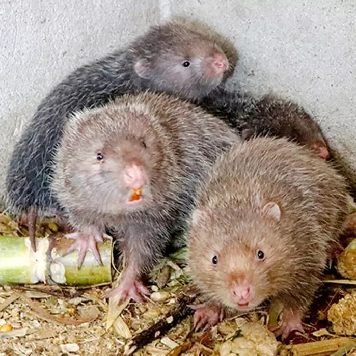 Mua dúi thịt ở Hà Nội giá sỉ 2025 – VIFOOD cung cấp