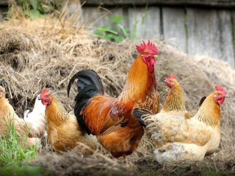 Mua gà Tam Hoàng thịt 2025 – VIFOOD cung cấp