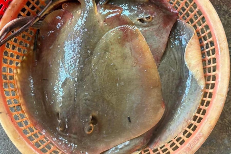 Giá cá đuối hôm nay