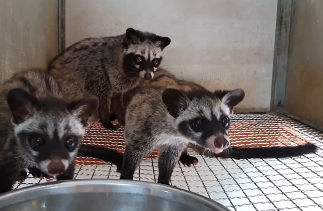 Giá thịt chồn hương 2025 – VIFOOD