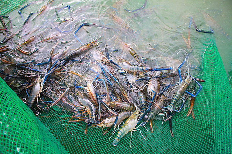Kỹ thuật nuôi tôm càng xanh toàn đực đem lại lợi nhuận cao - Người Nuôi Tôm