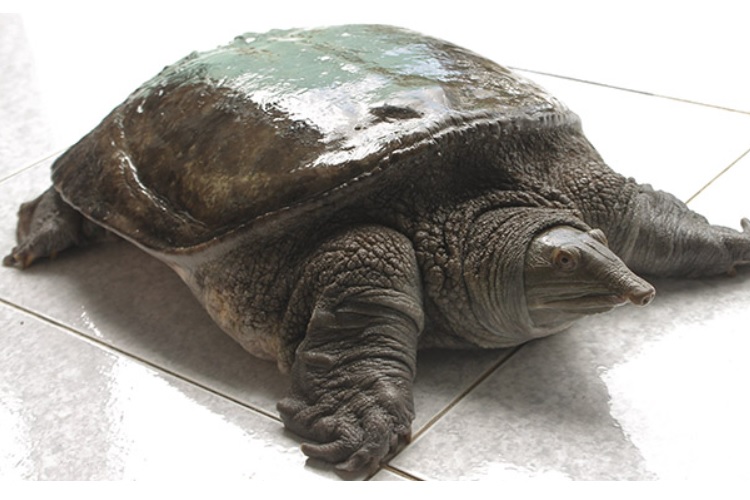 Mua ba ba ở đâu Hà Nội 2025 – Gợi ý địa chỉ, bảng giá, món ngon