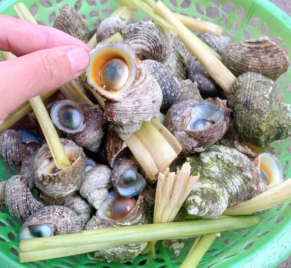 Ốc mặt trăng là gì? Giá bao nhiêu? Làm món gì ngon?