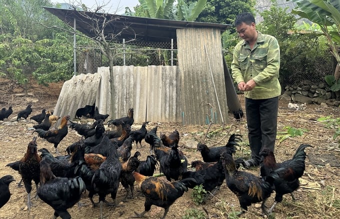 Mua gà đen Tây Bắc ở TP.HCM 2025 – VIFOOD cung cấp