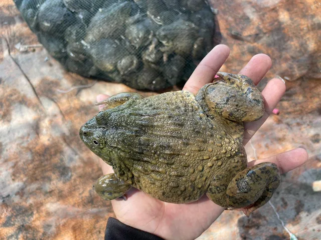 Giá Thủy Sản 2025: Cập nhật Giá Ếch Thịt (ếch nuôi) khu vực Miền Tây mới nhất 4/5/2024 🐸 Nguyên nhân Giá Ếch tăng mạnh!