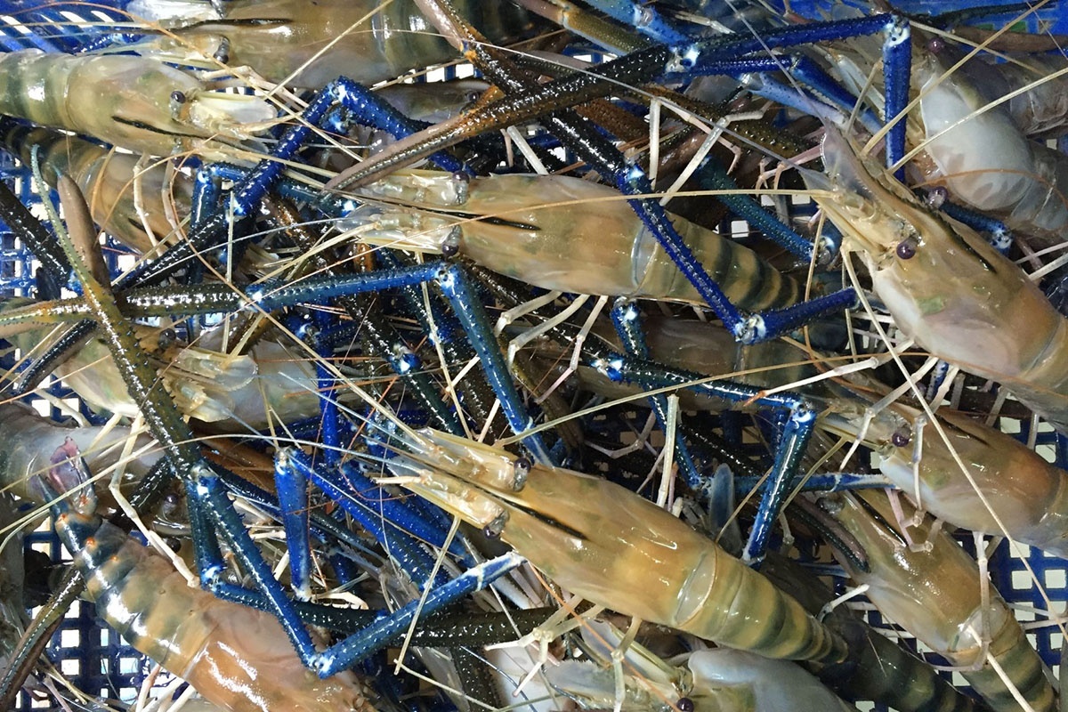 Tôm càng xanh tươi sống