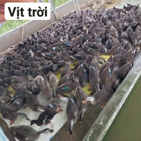 Vịt trời thịt giá sỉ Quận 5 TP.HCM
