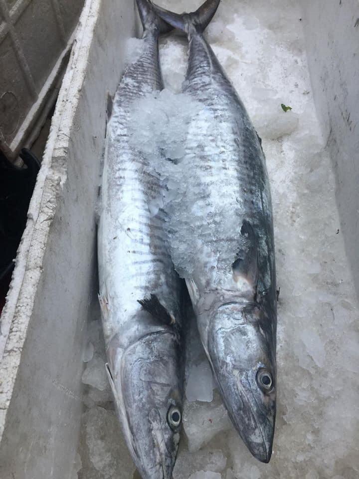 Giá cá thu tươi nguyên con