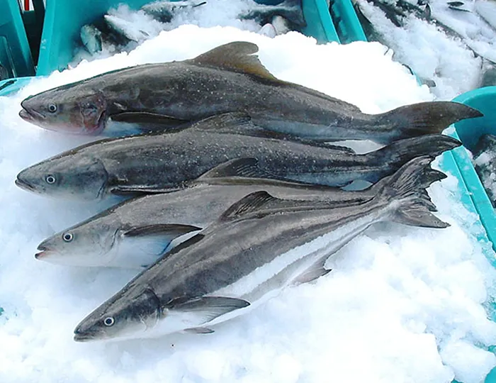 Cá bớp tươi ngon