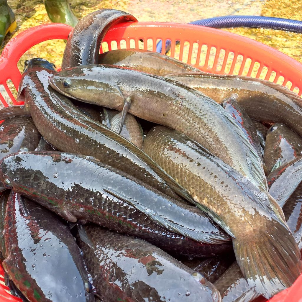 Cá lóc tươi tại chợ