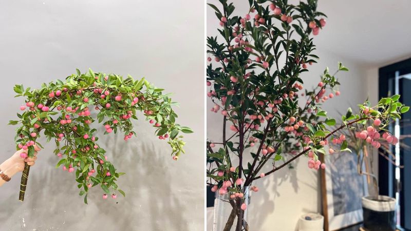 Cành quả đèn lồng