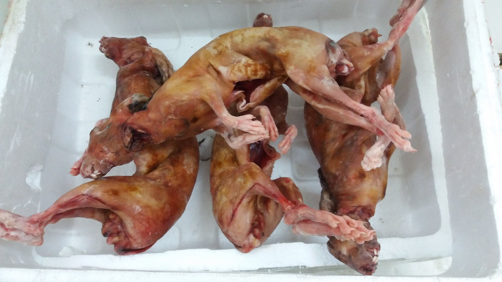 Thịt thỏ nguyên con chất lượng